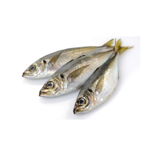 Horse mackerel