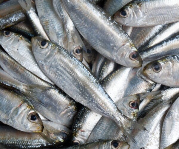Tawilis_Sardinella_tawilis_an_endemic_fish_that_can_only_be_found_in_Taal_Lake-scaled-e1725563796200 sardinella