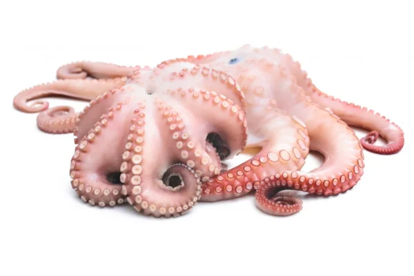 fresh-octopus-isolated-on-white-background_177566225-1600x1067-1 Octopus