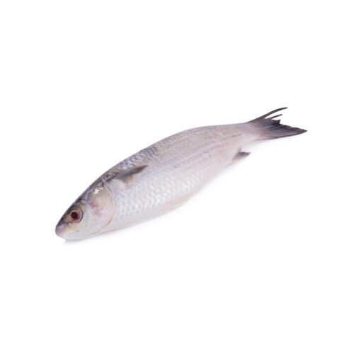 Mullet