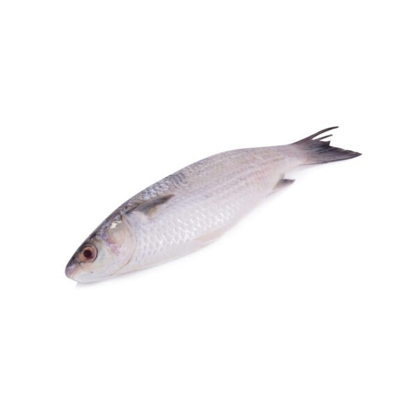 Untitled-1 Mullet